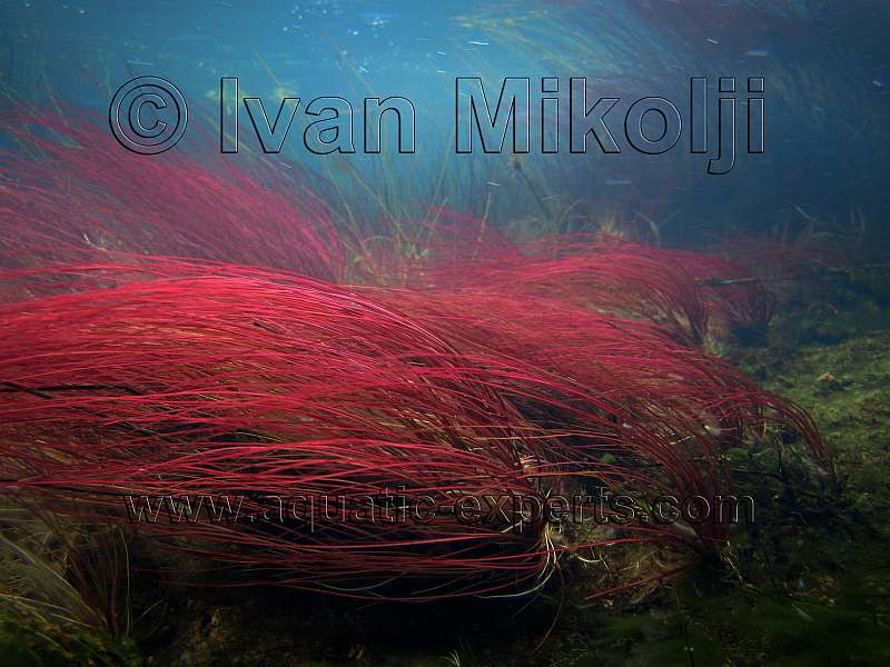 FRESHWATER AQUATIC PLANT Sp. 5